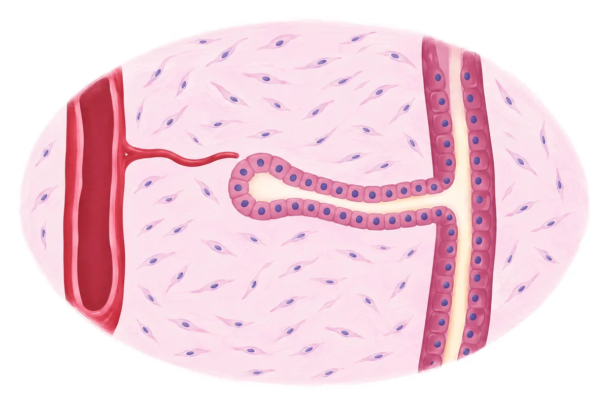 Túbulo mesonéfrico entre a aorta e o ducto mesonéfrico